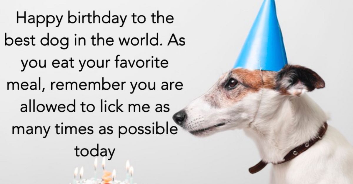 100 Funny And Sweet Happy Birthday Dog Wishes And Messages