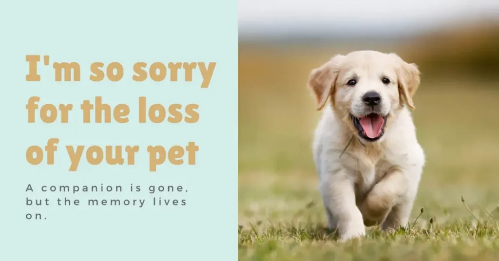 Sympathy Messages For Loss of a Pet